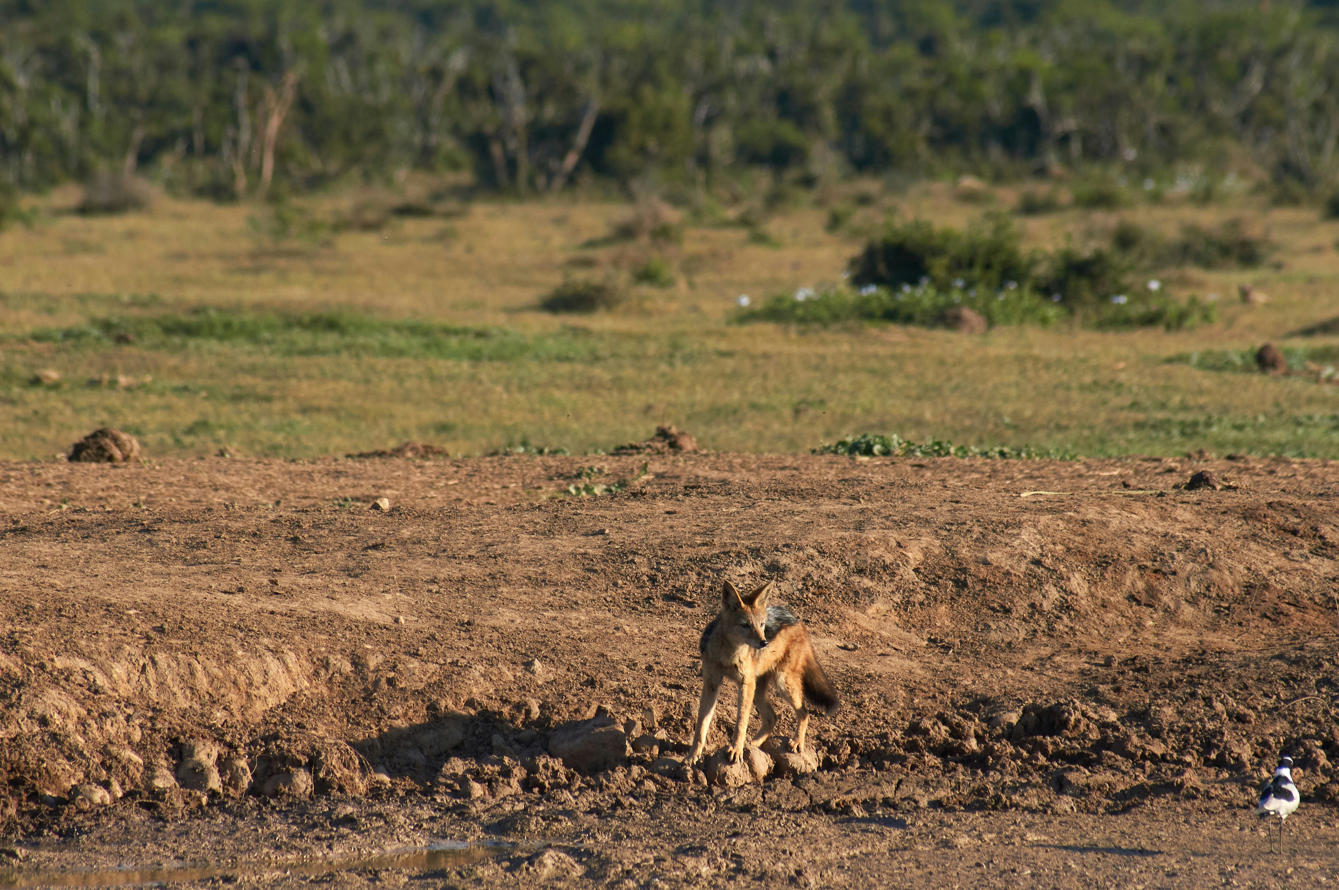 brown fox on brown field during daytime